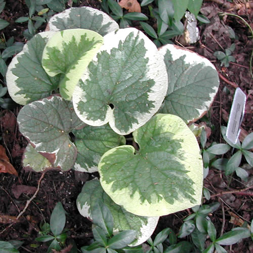 Brunnera macrophylla Variegata